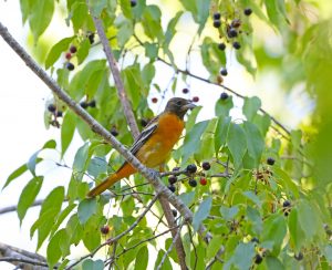 Baltimore Oriole