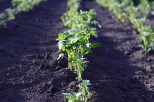 plants