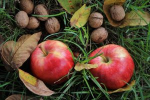 fall apples